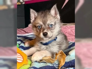 Kleine Pomsky Welpen - 12 Wochen alt