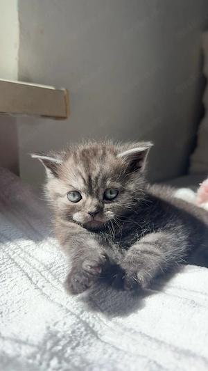 Bkh Kitten zu Verkaufen