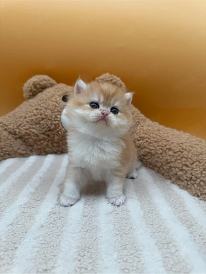 BLH Kitten mit Stammbaum liebevoll aufgezogen 