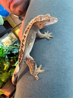     Kronengecko - Correlophus ciliatu