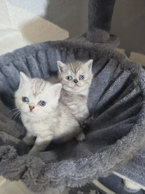 Wunderschöne BKH Katze mit ihren Kitten (Anfragen erwünscht)