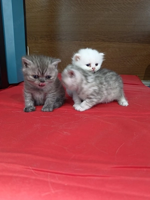 Wunderschöne BKH Katze mit ihren Kitten (Anfragen erwünscht)