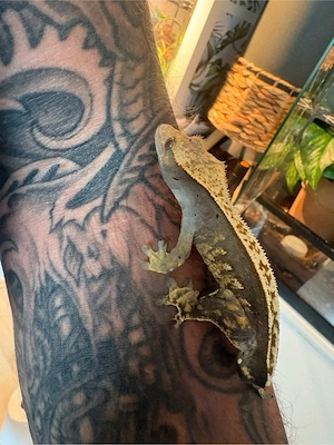     Kronengecko - Correlophus ciliatu
