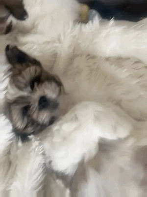 Malteser-Shih Tzu 