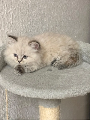 Süßes Katzenmädchen (Shiraz x Türkisch Angora) sucht liebevolles Zuhause 
