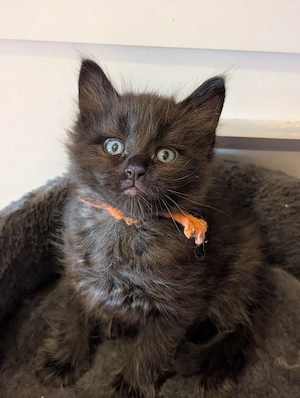 1 süßer Ragdoll- Maine Coon Kater sucht ein liebevolles Zuhause