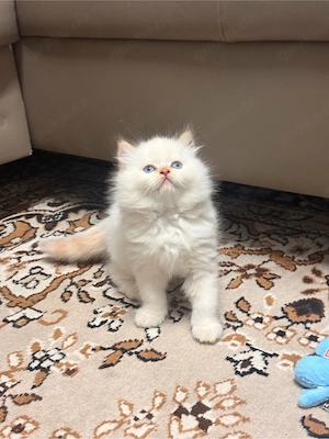 Süßer Babykater Mix (Türkisch Angola   Perser) 