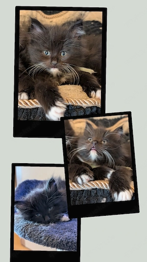 6 wunderschöne Maine Coon - BKH Mix Kitten suchen liebevolles Zuhause