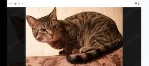 Hübsches Kater chen sucht Hofleben