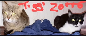 Kater Tiger und Räuber suchen Liebe und Garten