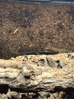 1,1 Gonatodes albogularis fuscus