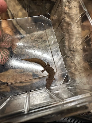 Sphaerodactylus townsendi