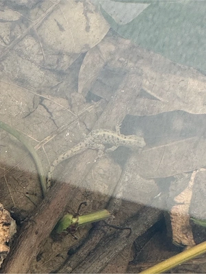 0,1 Gonatodes vittatus 