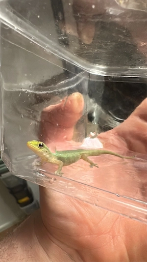 5 Lygodactylus conraui