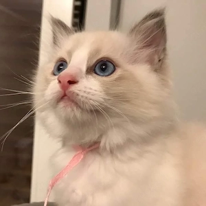 Ragdoll-Kätzchen in Showqualität abzugeben! Wunderschöner Kater mit Seal-