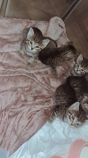 Baby Katzen 