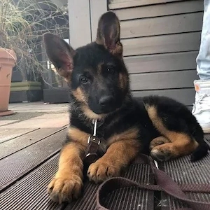 Deutschen schäferhund
