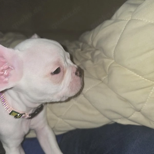 Französische bulldogge mix welpe