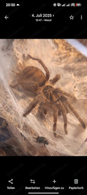 Neoholothele Incei Nominat 0.1 Adult Tiger Zwergvogelspinne