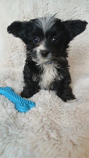 toypudel x papillion 