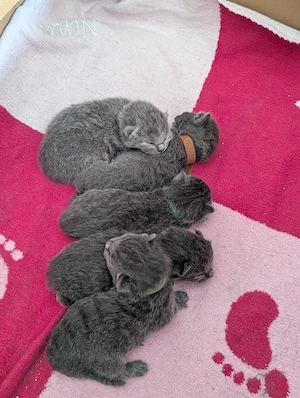 Reinrassige Russisch Blau Kitten aus liebevoller Aufzucht ab Ende Juni 