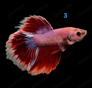 Kampffisch Männchen Betta splendens Halfmoon Multicolor 