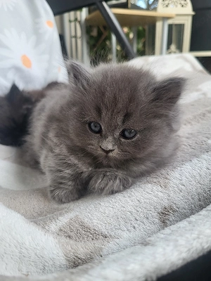süße Perserkitten suchen dich 
