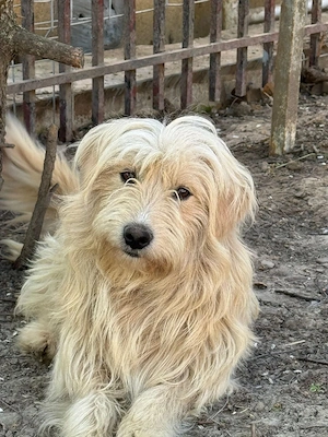 Süßer Toni (37cm, 2 Jahre, 10 kg) sucht liebevolle Familie 