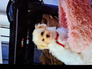 Maltipoo sucht ein zuhause