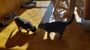 British Kurzhaar Katzen 