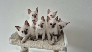 Thai Kitten mit Stammbaum