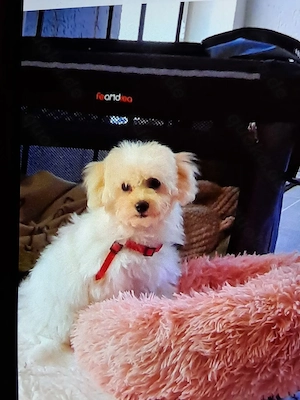 Maltipoo sucht ein zuhause