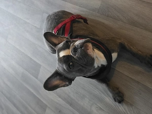 Französische bulldogge 