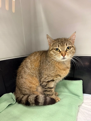 Traumkatze Grace sucht Traumzuhause