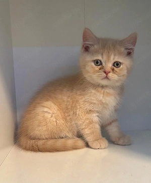 BKH Kitten Bärchen in Creme 