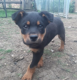 Rottweiler Mix Welpe