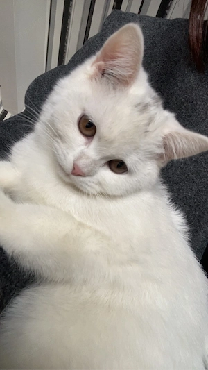 schöne katze 