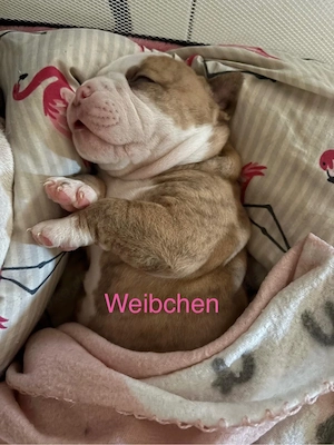 old englisch Bulldog