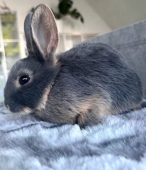 Junge Mix Kaninchen | Loh | Häsinnen