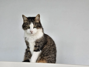 Eine stille, sanfte Katzenseele sucht endlich ein richtiges Zuhause