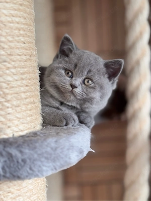 BKH Kitten mit Stammbaum