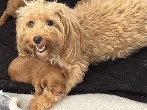 Maltipoo Welpen