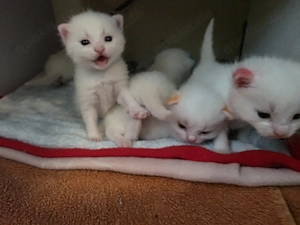 Main Coon Mix Kitten (geb. 18.4.26)