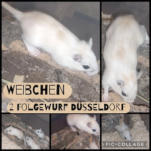 Rennmaus Jungtiere 