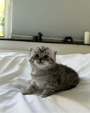 Bkh Tabby Kitten Bild 2