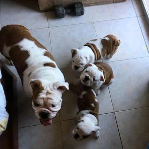 Englische Bulldoggenwelpen verfügbar