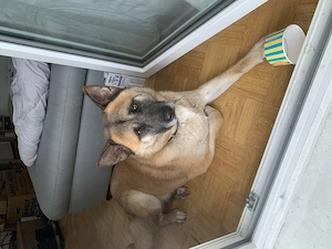 Hund sucht neues Zuhause 