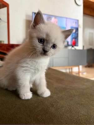 4 BKH- Ragdoll Katzenbabys Kitten mit blauen Augen