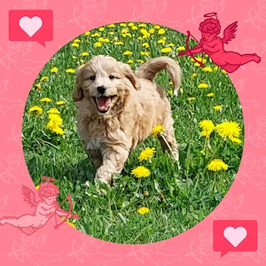 2 Süsse Mini Goldendoodles suchen noch ihr Zuhause.