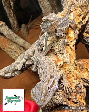 Bartagame Jungtiere